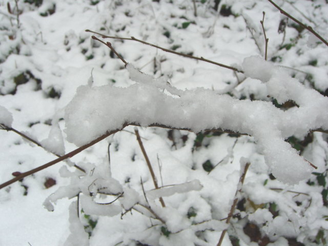Syhra 2007